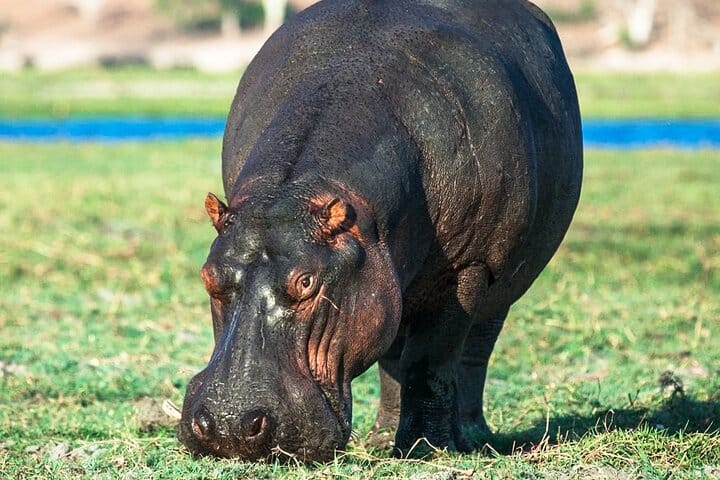 Private Day tour to Lake Mburo National Park
