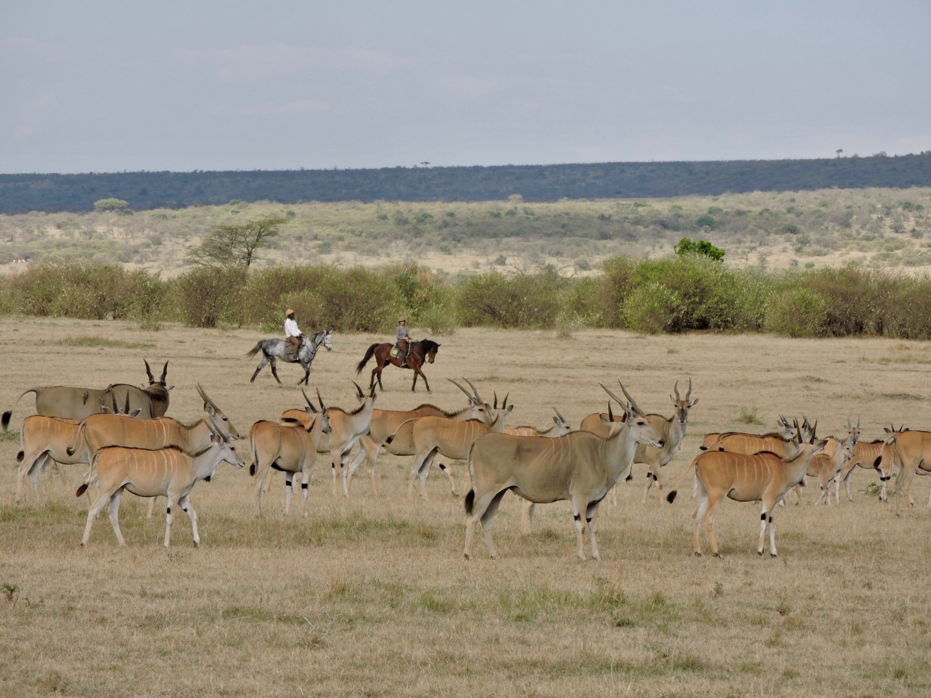 HORSE BACKRIDING SAFARI IN MAASAI MARA