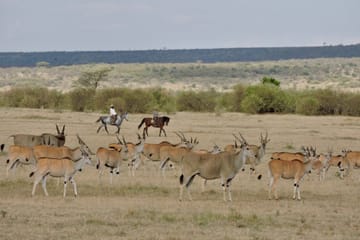 Horseback Riding Safari in Maasai Mara, Narok