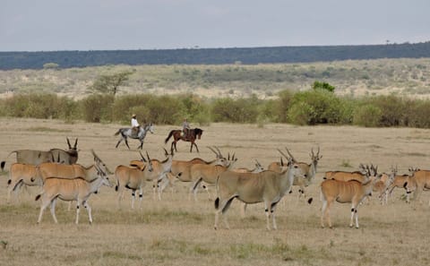 Horseback Riding Safari in Maasai Mara, Narok
