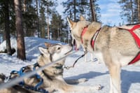 Active Family Day Adventure - Rovaniemi 4