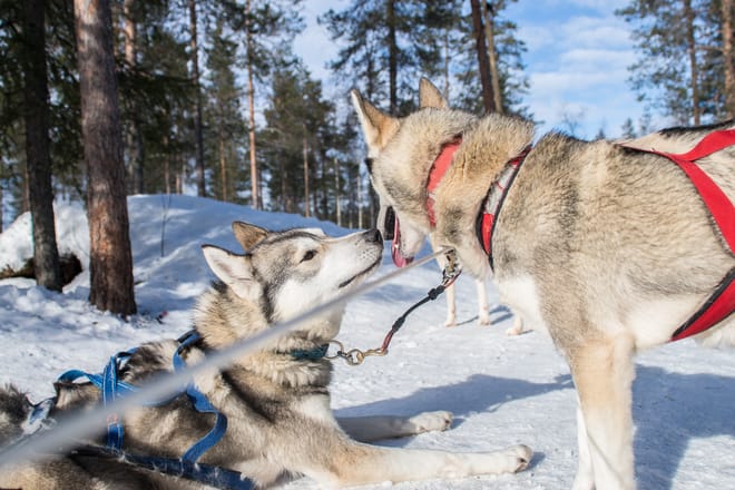 Active Family Day Adventure - Rovaniemi photo 4