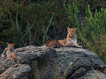 Jawai Leopard Safari & Ranakpur Tour from Jodhpur