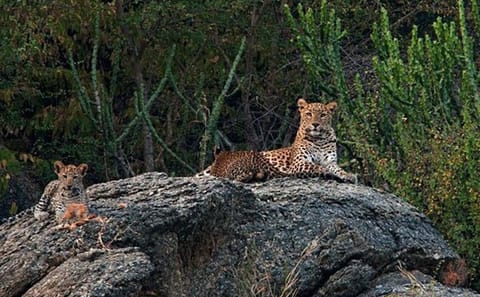 Jawai Leopard Safari & Ranakpur Tour from Jodhpur
