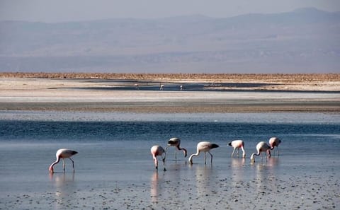 5-Day Nature Tour of San Pedro de Atacama, Chile