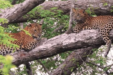 04 day Sri Lanka Beach, Wildlife Tour & Colombo city tour