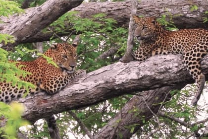 04 day Sri Lanka Beach, Wildlife Tour & Colombo city tour