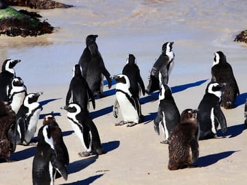 Cape Point and Penguin Viewing Tour from Cape Town