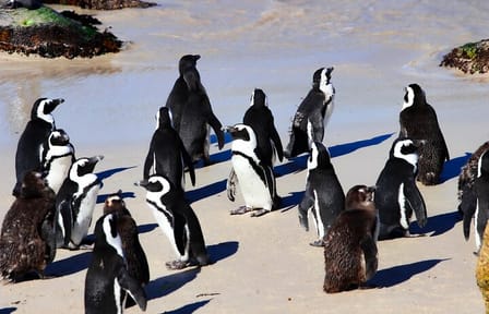 Cape Point and Penguins Half Day Group Tour