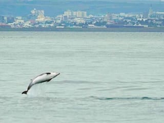 Whale Watching and Marine Life Tour in Faxafloi, photo 14