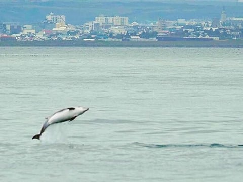 Whale Watching and Marine Life Tour in Faxafloi, photo 14