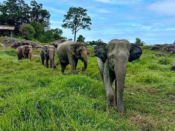 Phuket City and Elephant Sanctuary Cultural Tour