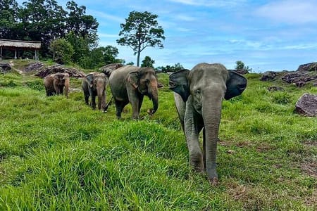 Phuket City Tour: Culture, Cuisine & Elephant Sanctuary Experience