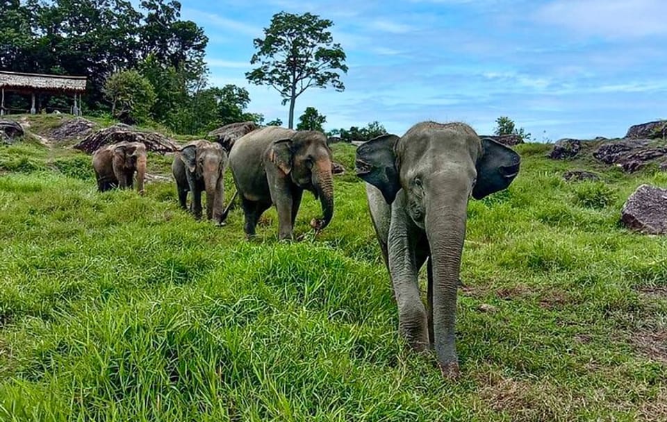 Phuket City and Elephant Sanctuary Cultural Tour
