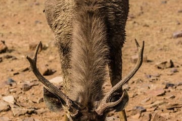 Private Luxury Golden Triangle Tour with Ranthambore Adventure