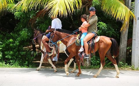 Horseback Riding and Beach Break in Flowers Bay, Roatán