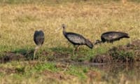 Sambor Prei Kuk & Giant Ibis – UNESCO Temples & Rare Wildlife 9