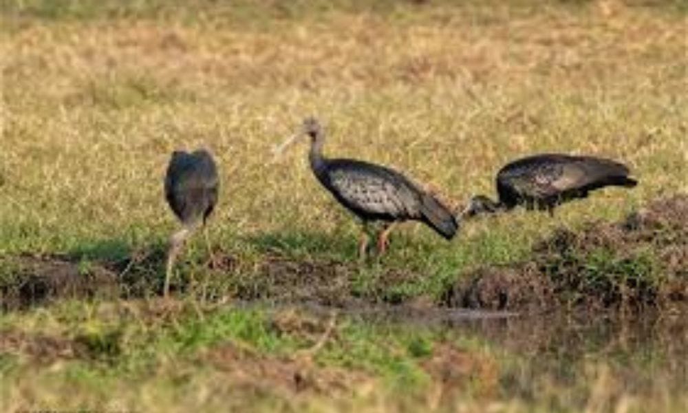 Sambor Prei Kuk & Giant Ibis – UNESCO Temples & Rare Wildlife 9
