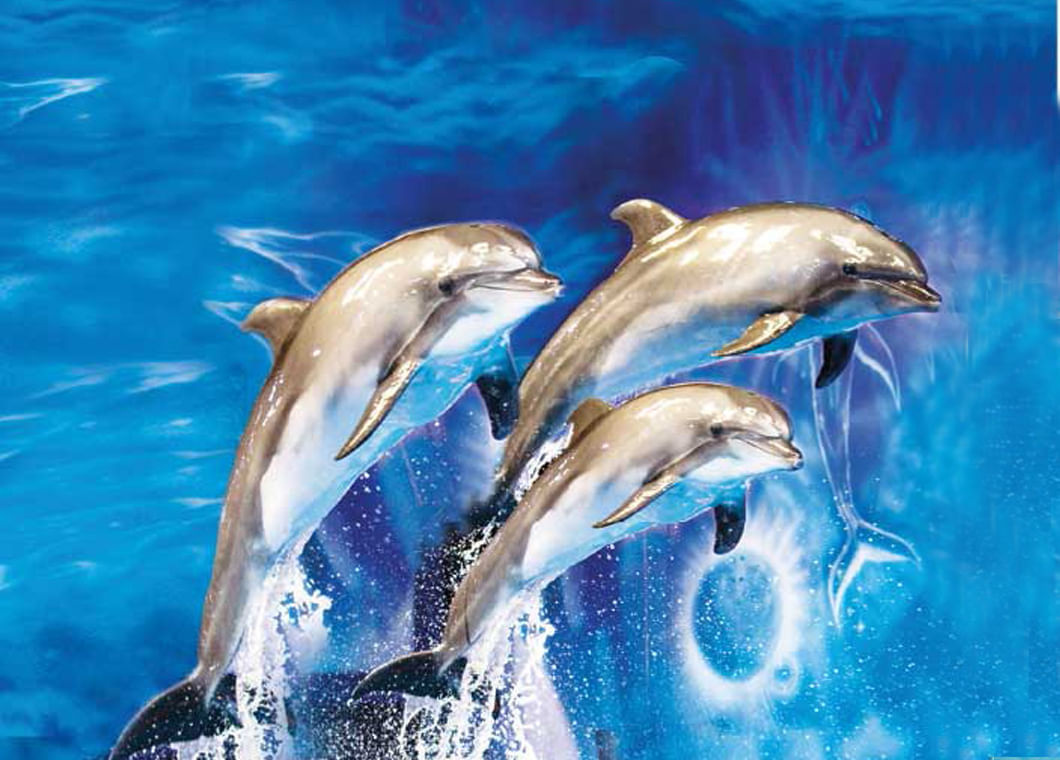Discount tickets for dubai dolphin show with tour visionary
