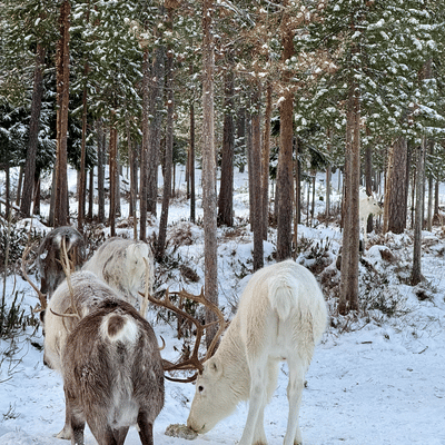 Visit a Real Reindeer Farm - Image 14