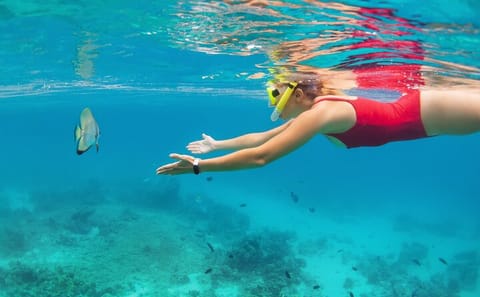 Munduk Waterfall Dolphin Watching and Snorkeling Tour