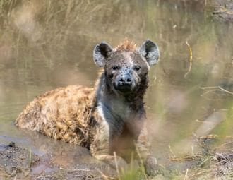 From Arusha: Full-Day Trip to Tarangire National Park 8