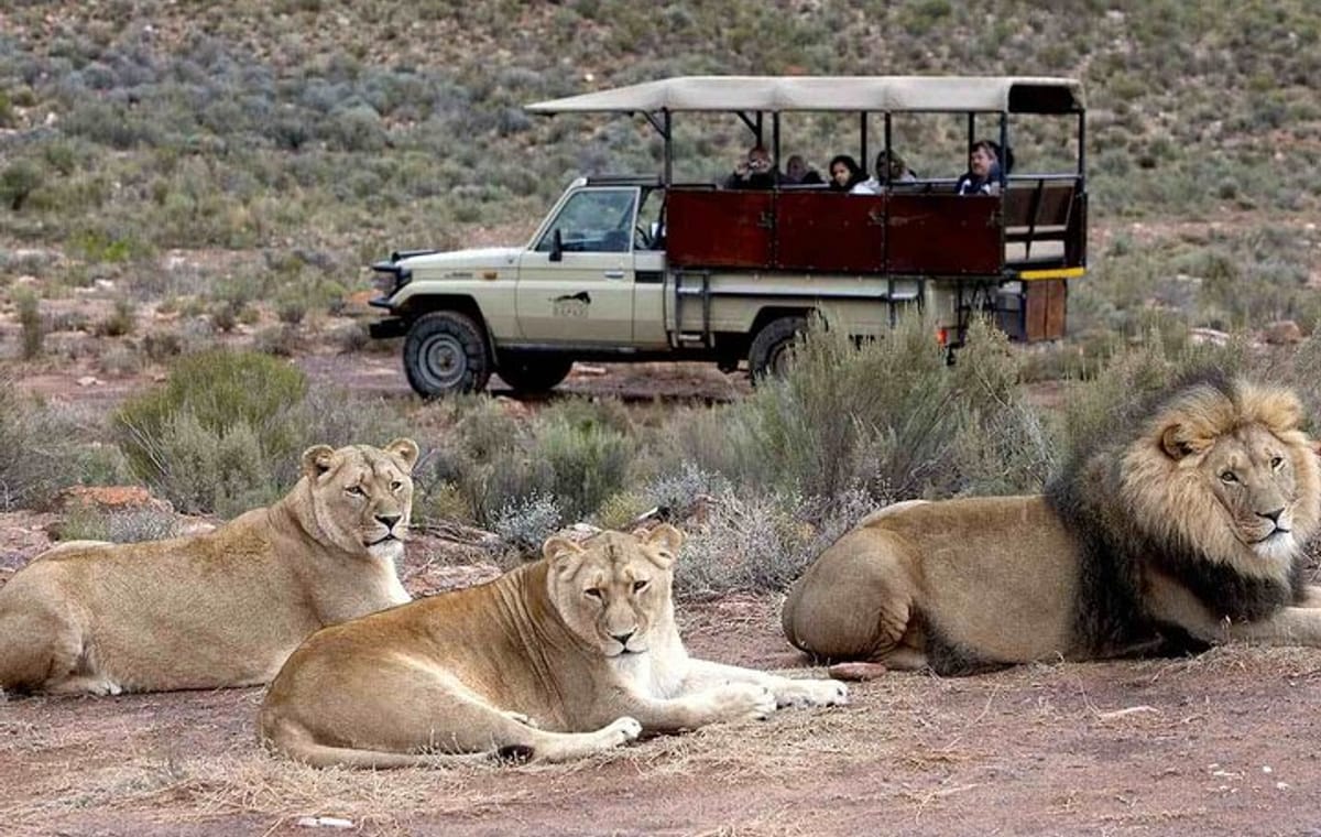 Sunset Big 5 Aquila Safari Snacks and Wine Tasting