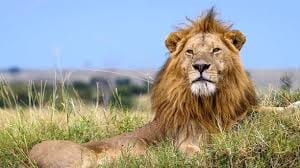 3 Days 2 Nights Maasai Mara Group Safari by 4WD From Nairobi