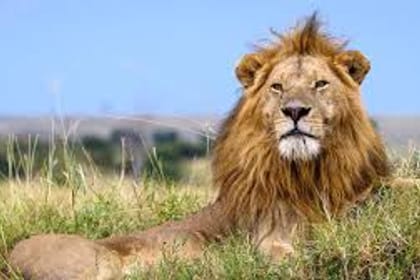 3 days 2 nights Masaai Mara Budget safari In 4WD