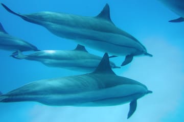 Snorkeling Day Trip at Sataya Reef in Egypt