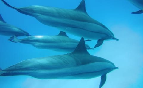 Snorkeling Day Trip at Sataya Reef in Egypt