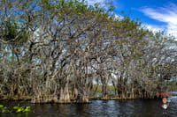 Miami's #1 Everglades Adventure: Airboat Ride, Gator Show, Park Entry & Free Transportation 6