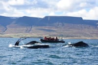 Express Whale Watching 9