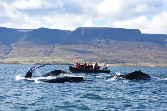 Express Whales, Eyjafjord & Akureyrivb  9