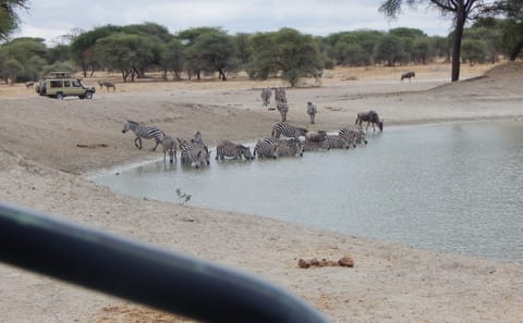A day in Tarangire National Park