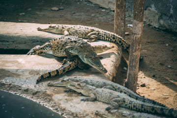 Mangrove Exploration Tour in Puerto Pizarro, Tumbes
