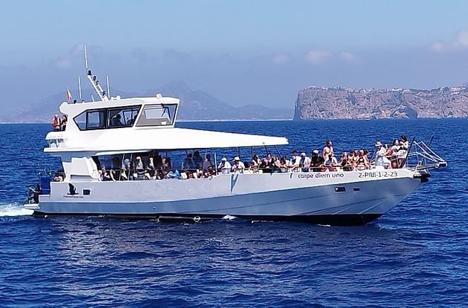 Dolphin watching with pick-up service from Illetas and Playa de Palma