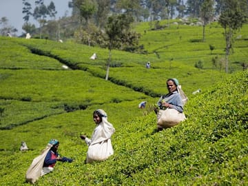 Tea Plucking & Tea Factory Tour