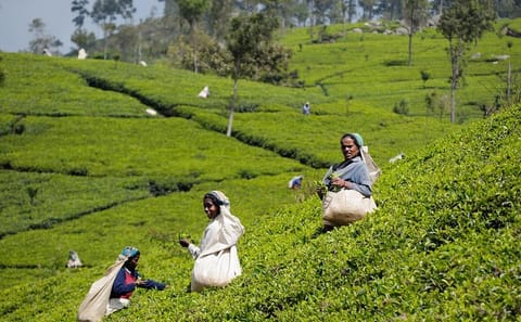 Glenloch Tea Estate Full-Day Tea Plucking and Factory Tour