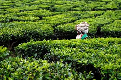Kerala Tea Estate, Backwater & Marari Beach Tour