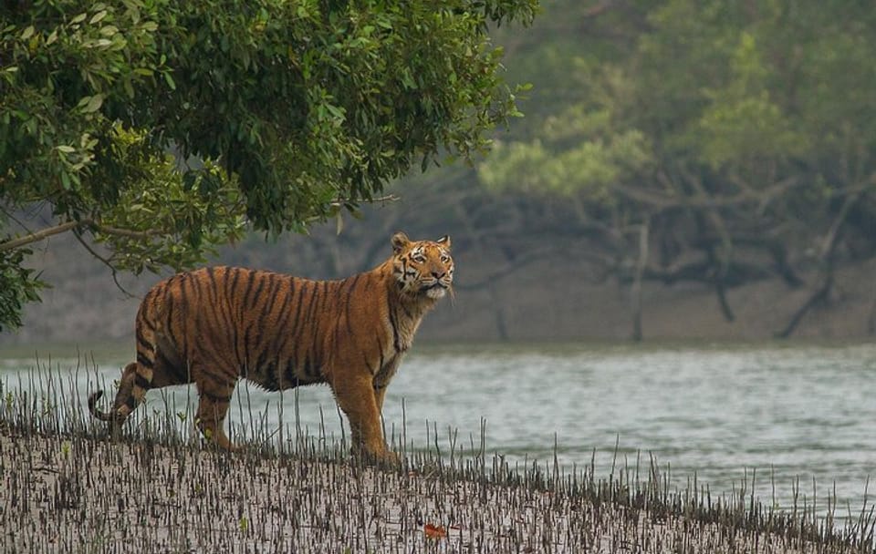 Cultural and Wildlife Tour of Darjeeling, Dimapur, and Gangtok
