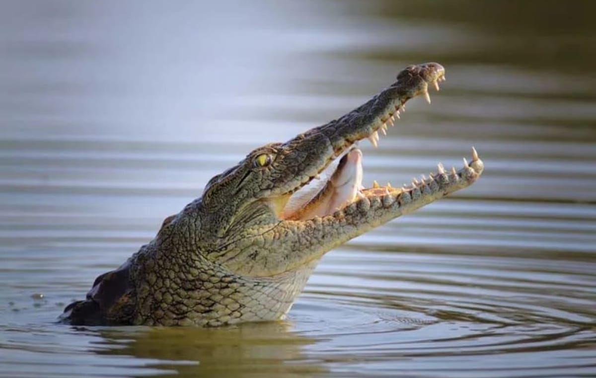 Dubai Crocodile Park Entrance Tickets