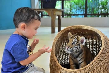 Skip the line: Pattaya Tiger Park Admission Ticket