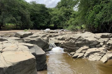 Full-Day Wildlife Safari in Cerros de Amotape National Park