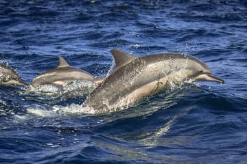 Dolphin Watching Experience in Trincomalee