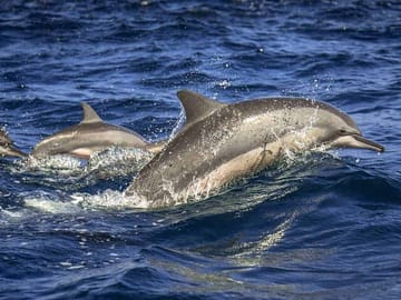 Dolphin Watching Tour Along the Coast of Trincomalee