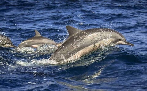 Dolphin Watching Tour Along the Coast of Trincomalee