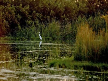 Private Wildlife Safari and Overnight at Azraq Wetland Reserve