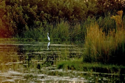 Private Shaumari Wildlife Experience and Overnight at Azraq Wetland Reserve.