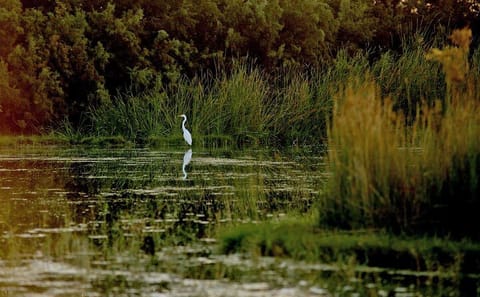 Private Wildlife Safari and Overnight at Azraq Wetland Reserve
